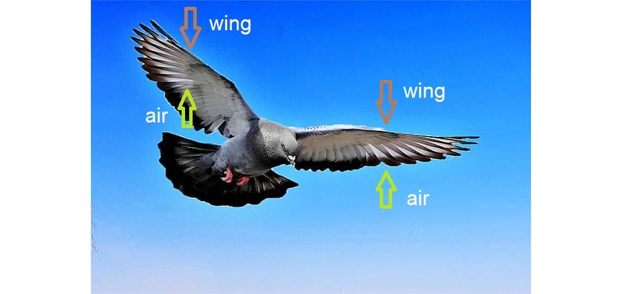 Flying Bird Somalia